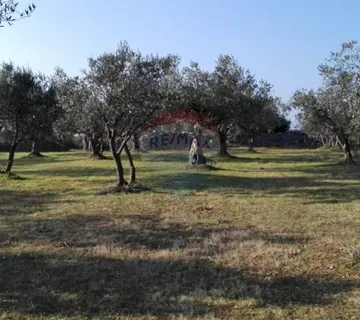 PEROJ, STARI MASLINIK SA 50 MASLINA - cover