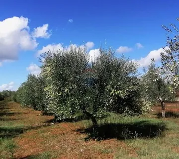 Istra,Vodnjan - maslinik ekološkog uzgoja  -175 maslina - cover