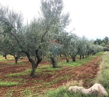 Istra, Lovrečica, maslinik 6634 m2 - cover