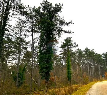 Šuma, Istra, Grožnjan - cover