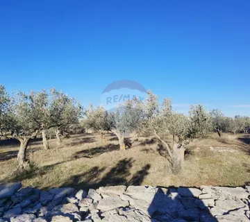 Istra, Fažana - vikend zemljište sa stoljetnim maslinama - cover