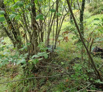 Klana, Breza - negrađevinsko zemljište površine 4485 m2 - cover