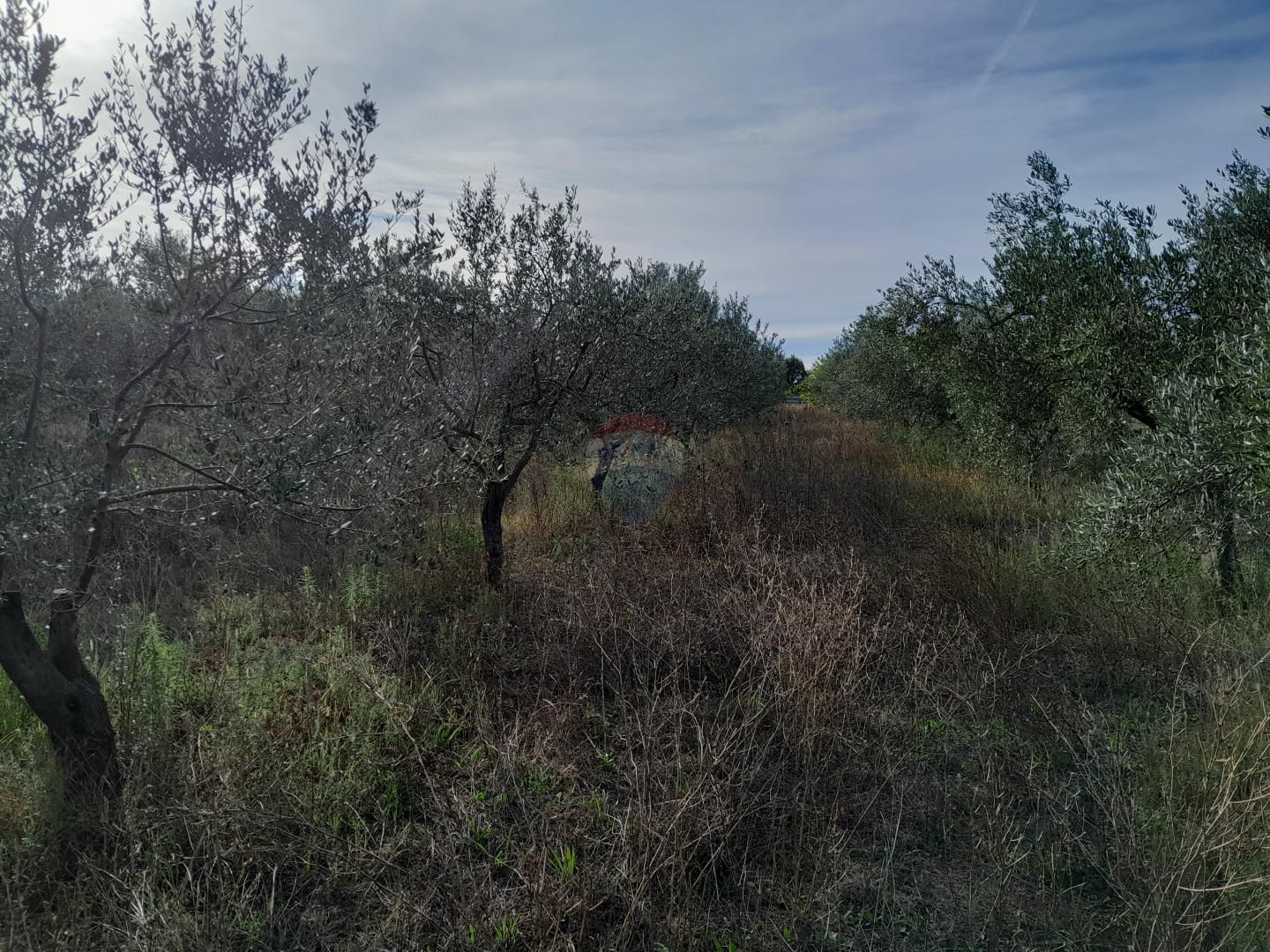 Fotografija