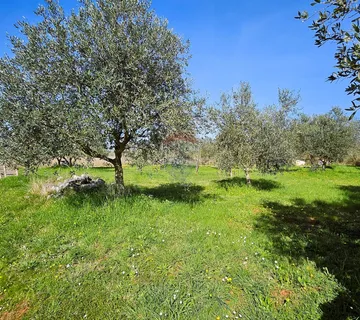 Istra, Umag okolica, maslinik s vodom - cover