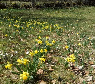 Bale, okolica, odlična građevinska parcela, preko 3000 m2 - cover