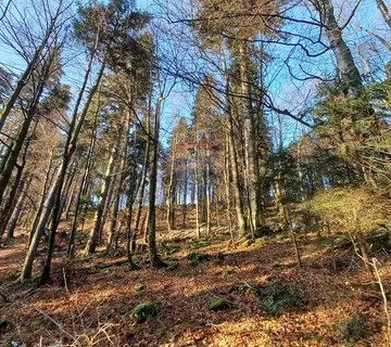 Delnice - Šuma 8341 m2 - cover