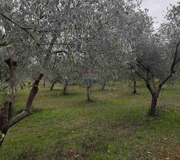 ISTRA,Vodnjan - maslinik sa 150 maslina - cover