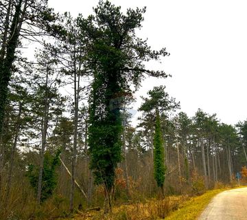 Šuma, Istra, Grožnjan - cover