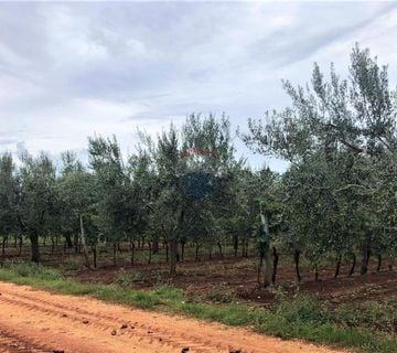 Umag, maslinik i vinograd 4328 m2 - cover