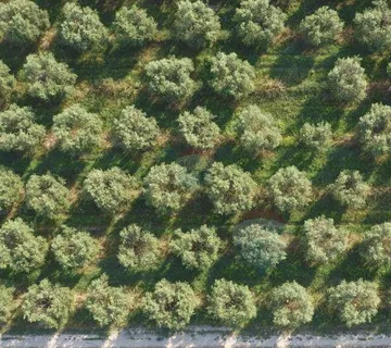 Istra, Rovinj - maslinik nadomak Rovinja 2640 m2 - cover