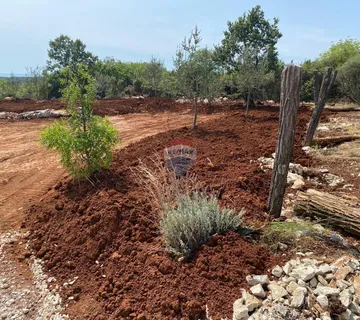 Istra- maslinik s pogledom na more - cover