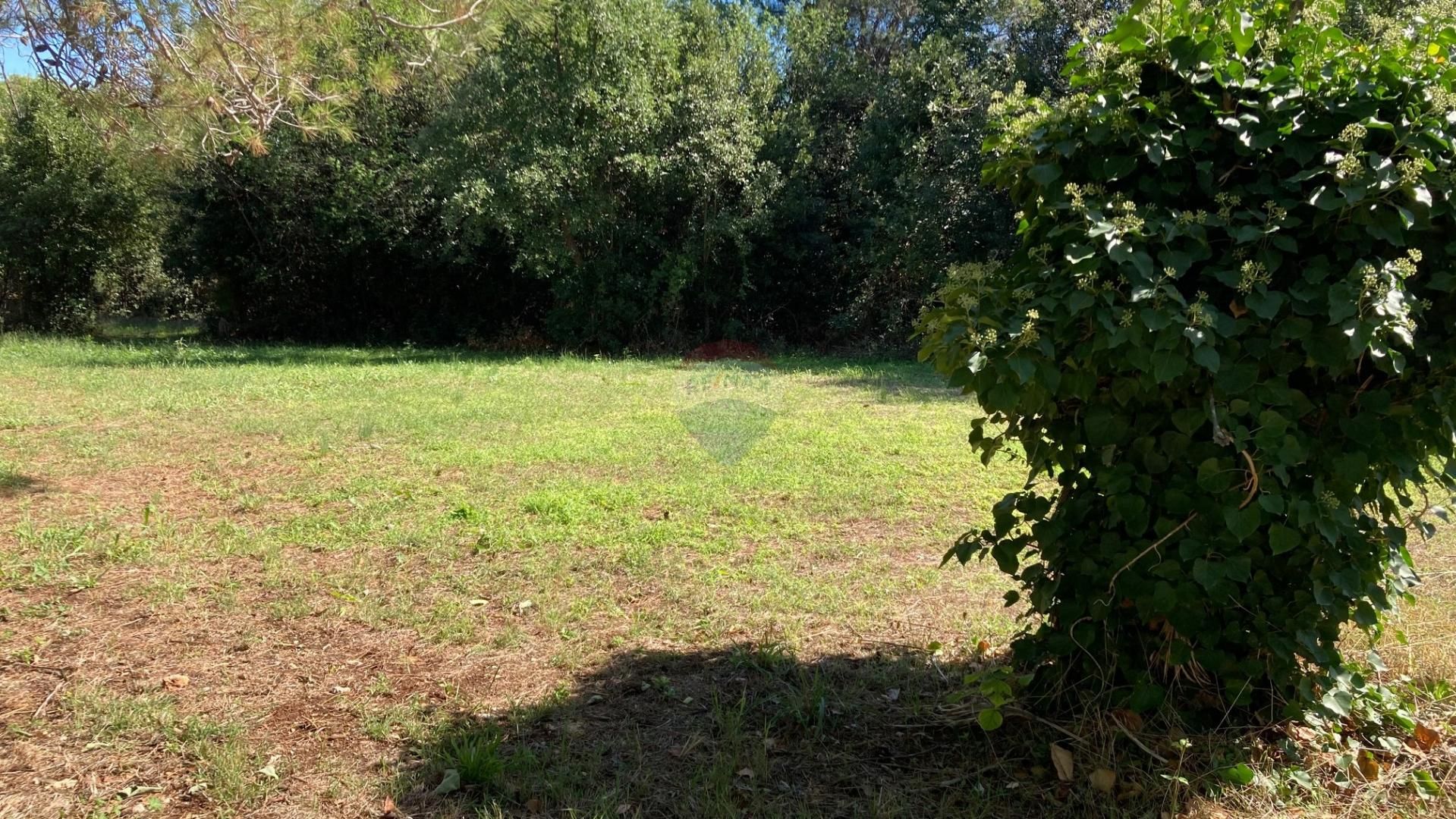 Fotografija