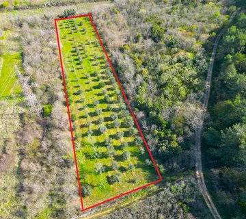 Istra,Rovinj-9km,predivan maslinik - cover