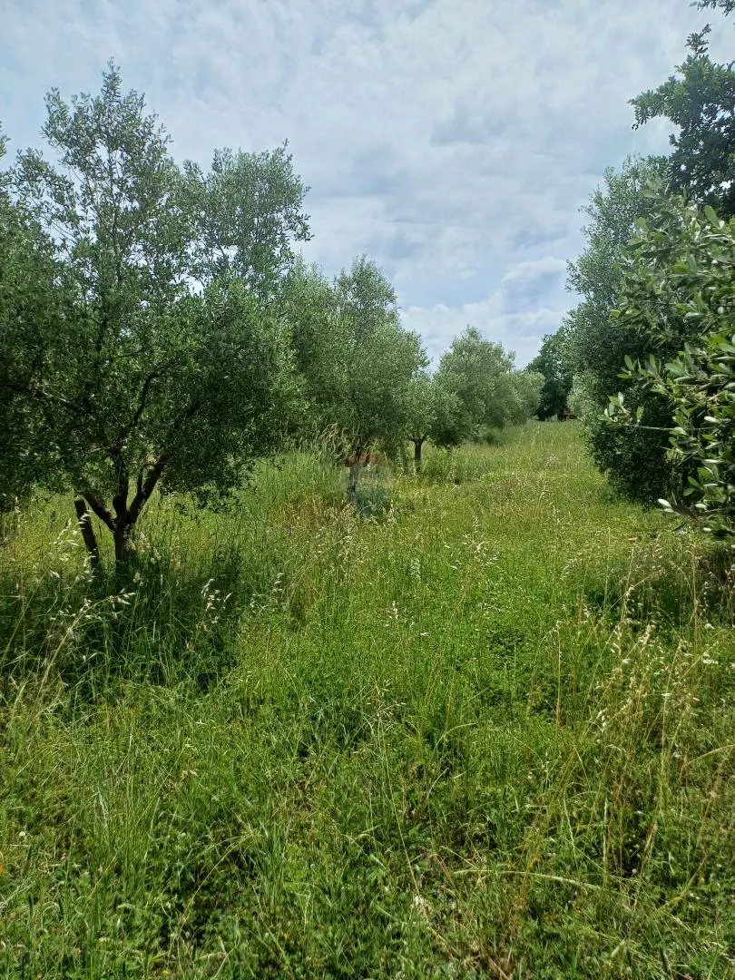 Fotografija