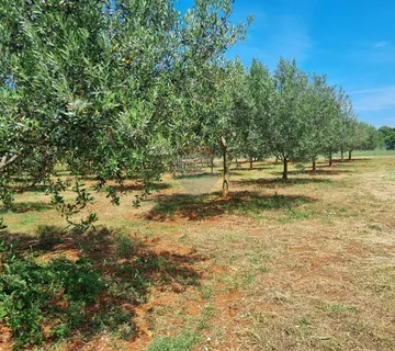 Istra, Loborika gradevinsko-poljoprivredno zemljište od 2321m2 - cover