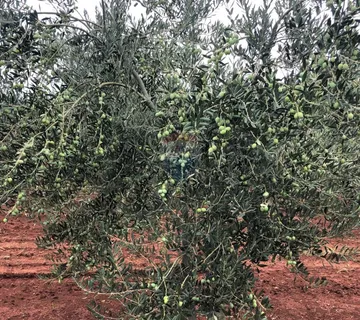 Umag, Lovrečica, maslinik 9260 m2 - cover