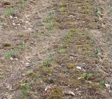 Građevinsko poljoprivredno zemljište, 13800 m2, okolica Barbana - cover