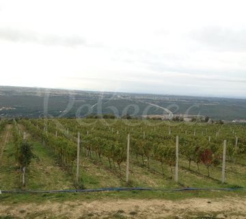 Posedarje. poljoprivredno zemljište(26 125m2) s vinogradom i pogledom na more - cover