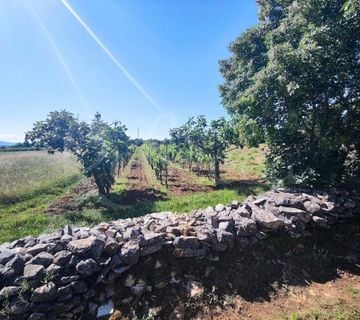 Poljoprivredno zemljište, 9000 m2, okolica Barbana - cover