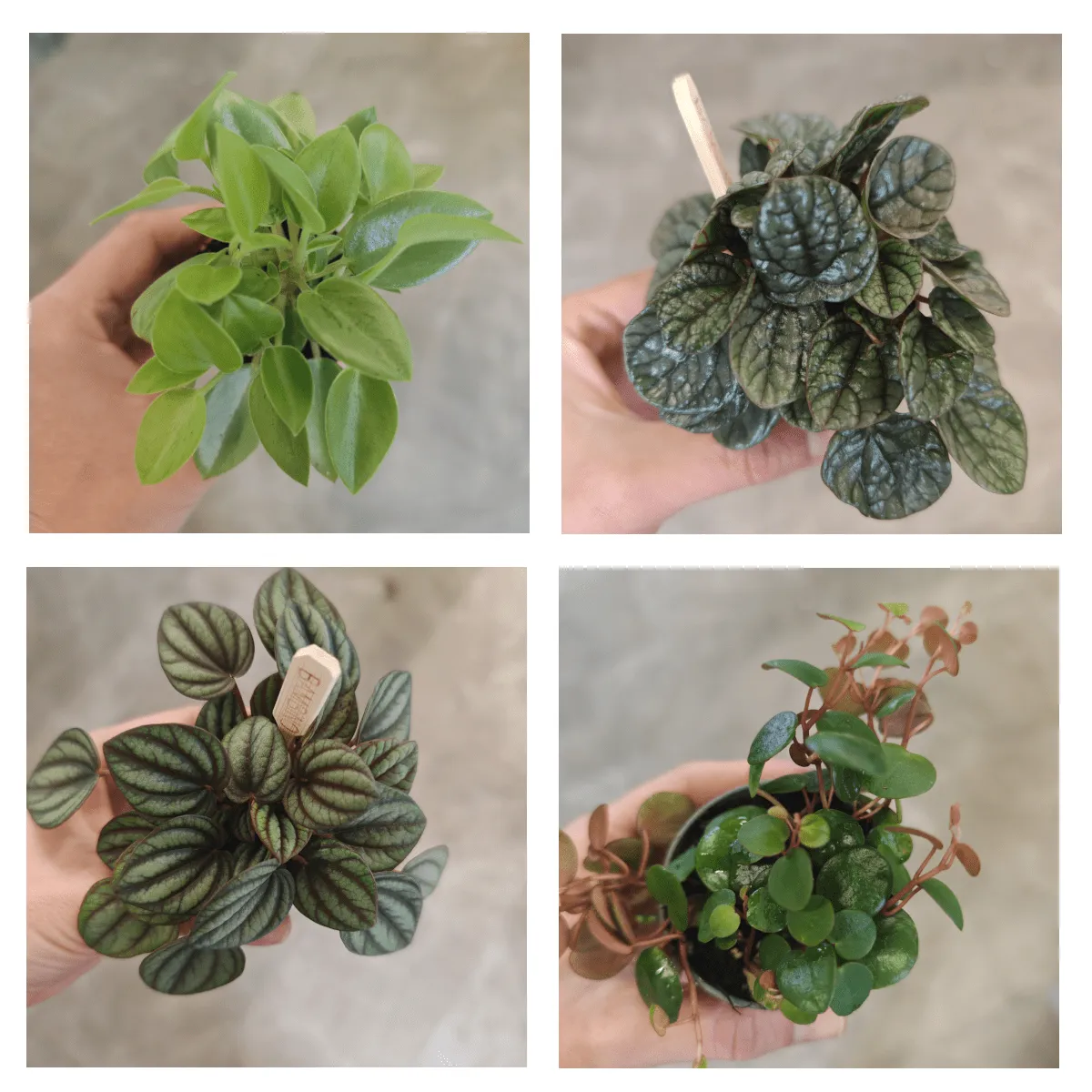 PEPEROMIA - sobna biljka - cover