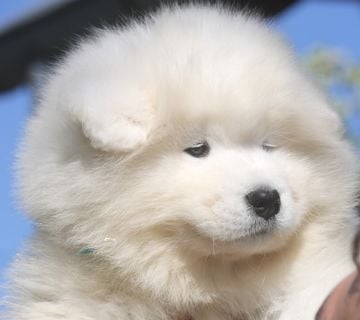 Samojed štenci - cover