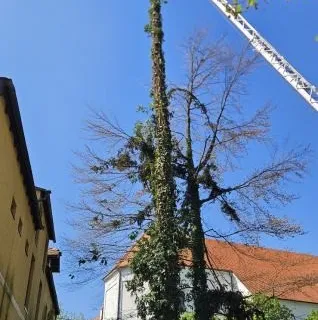 Rušenje drveća 095/333-4444 - Samobor