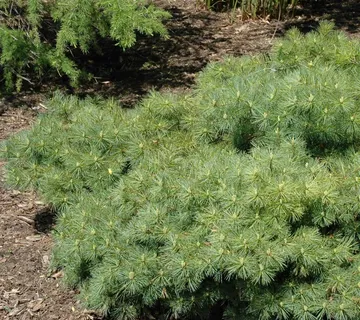 PINUS STROBUS “Blue Shag” - cover