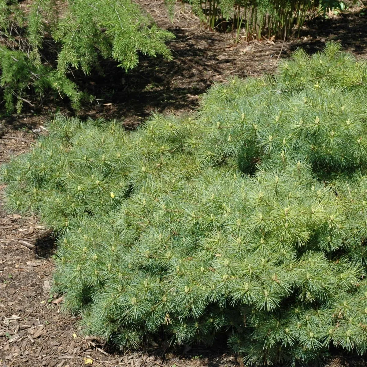 PINUS STROBUS “Blue Shag” - cover