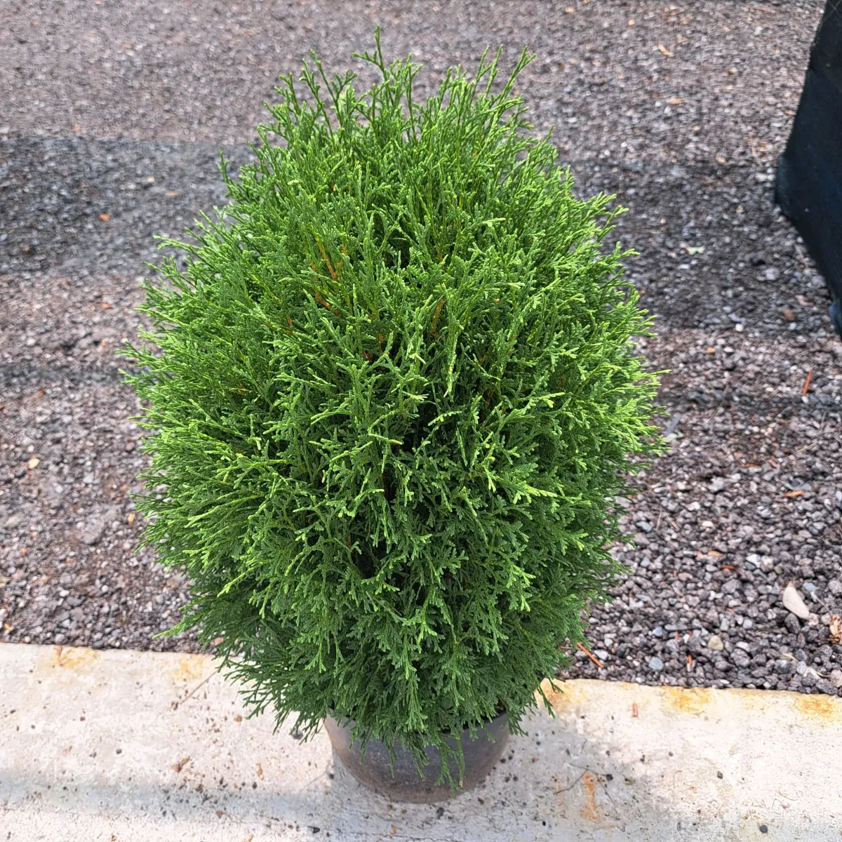 THUJA OCC. “Danica” - cover