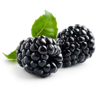 KUPINA “Thornless Evergreen” - cover