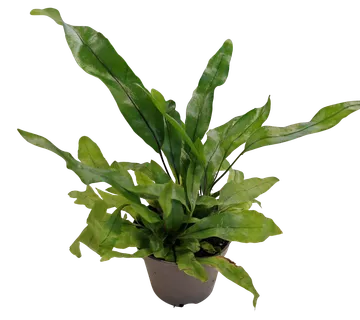 MICROSORUM PTEROPUS - cover