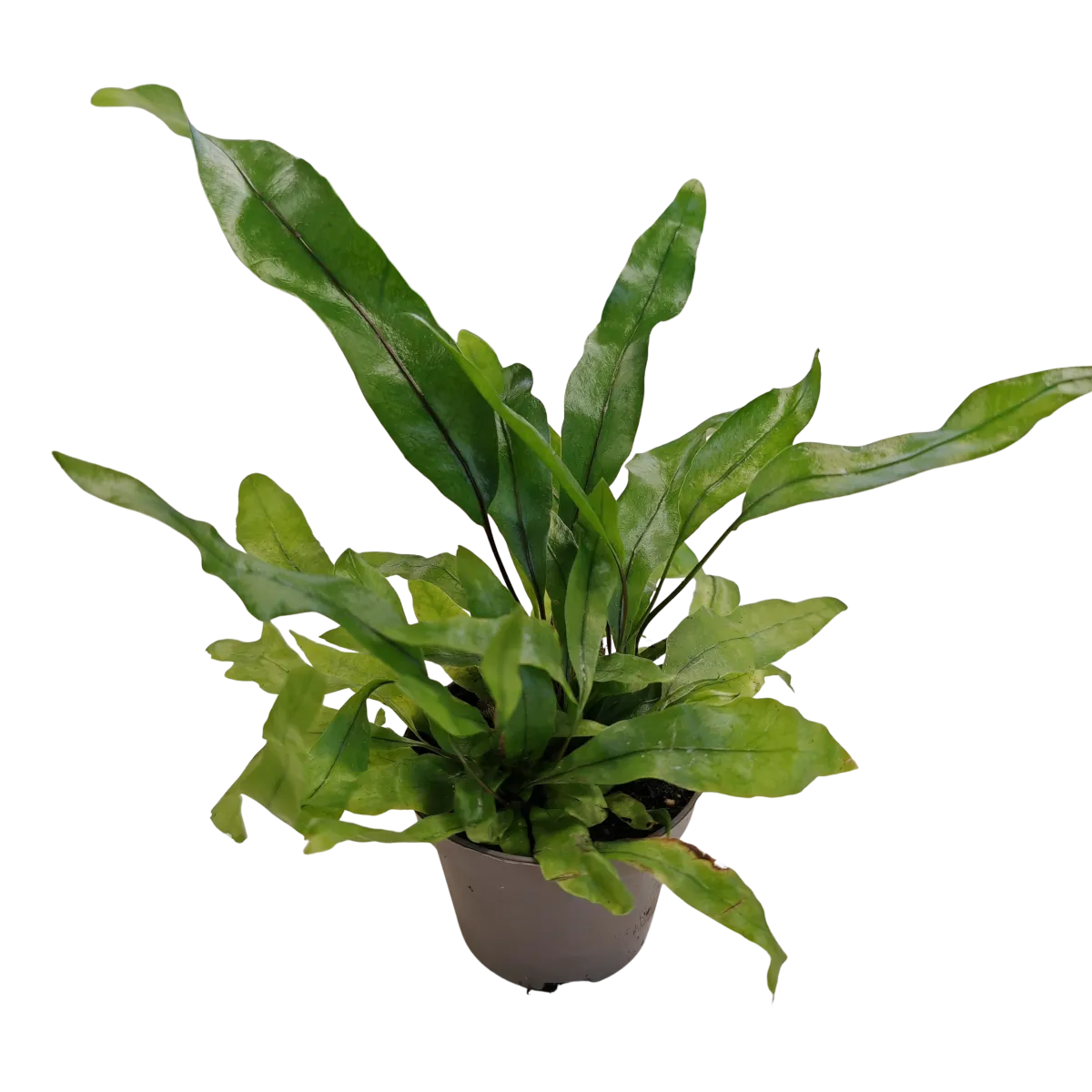 MICROSORUM PTEROPUS - cover