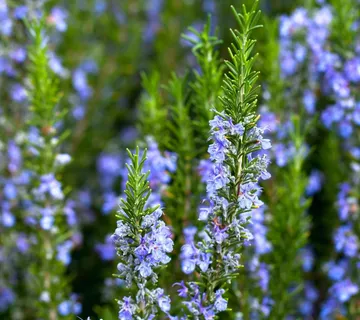 ROSMARINUS OFFICINALIS - cover