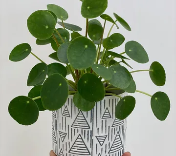 PILEA PEPEROMIOIDES - cover