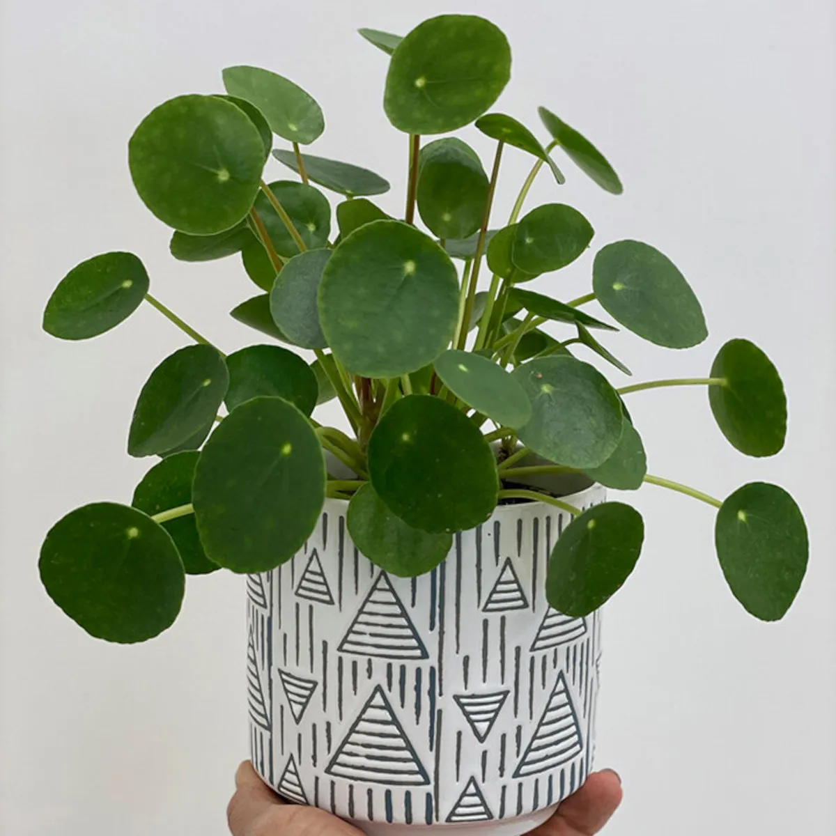 PILEA PEPEROMIOIDES - cover