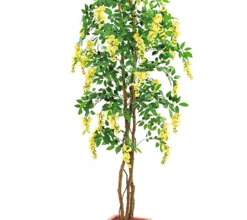 EUROPALMS Wisteria, yellow, 240cm - cover