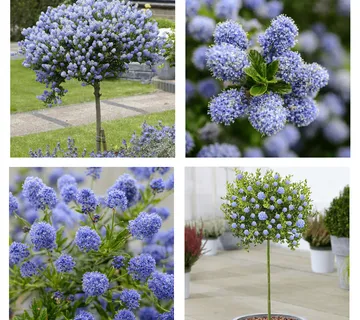 CEANOTHUS / kalifo. jorgovan na štapu - cover
