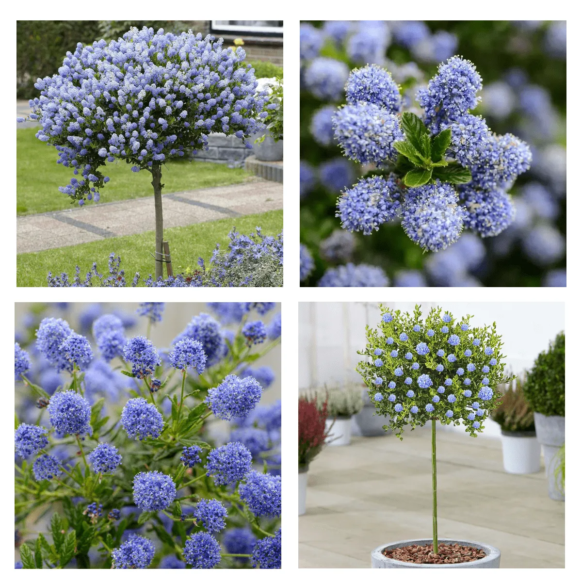 CEANOTHUS / kalifo. jorgovan na štapu - cover