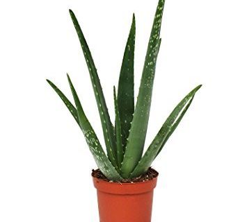 SLATKA ALOE VERA EKO - cover