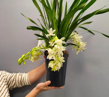 CYMBIDIUM CASCADE/orhideja - cover