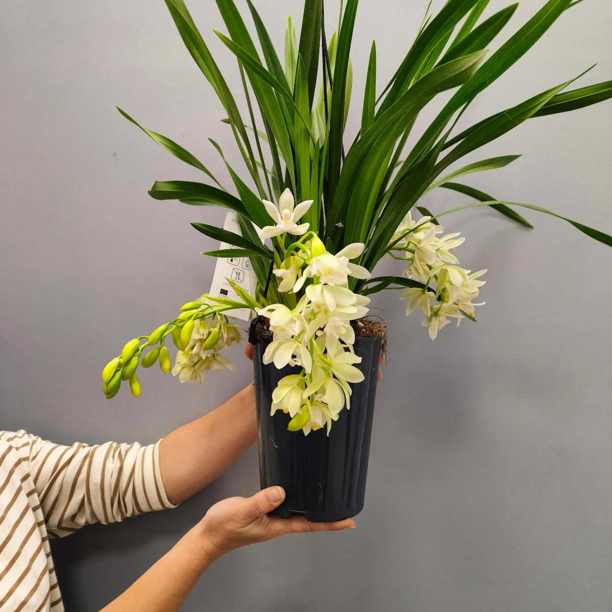 CYMBIDIUM CASCADE/orhideja - cover