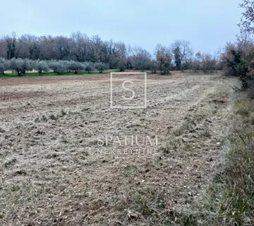 Brtonigla, Poljoprivredno Zemljište Pogodono Za Sadnju Maslina