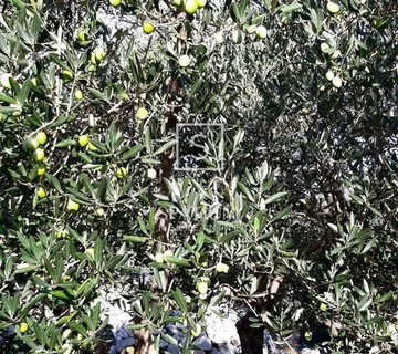 KRK, MASLINIK NA LIJEPOJ LOKACIJI - cover