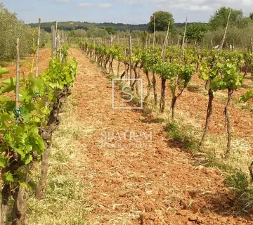 Rovinj, Zemljište S Vinogradom I Maslinikom