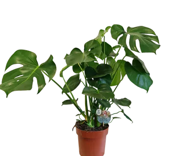 MONSTERA DELICIOSA - cover