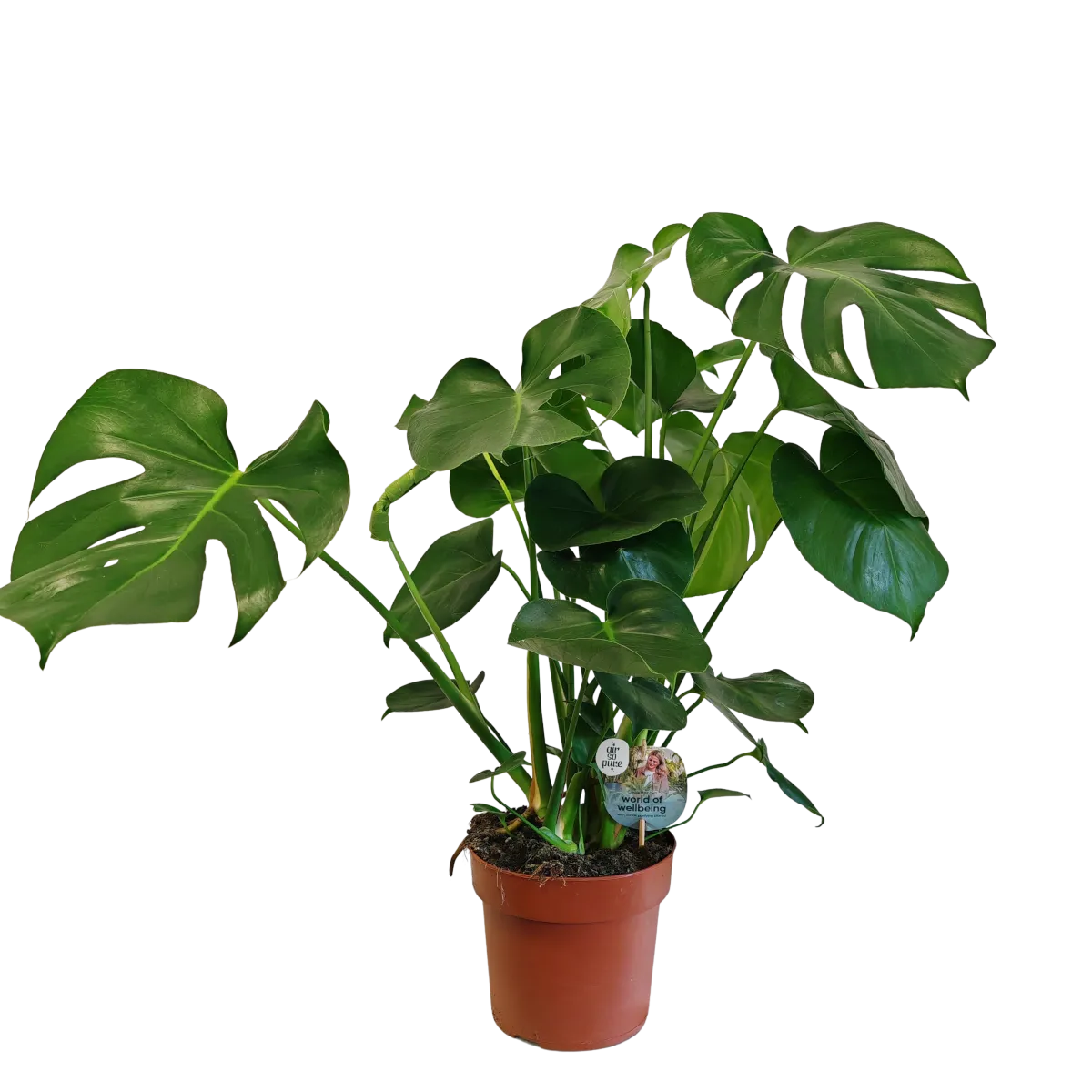 MONSTERA DELICIOSA - cover