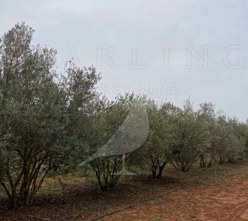 POLJOPRIVREDNO ZEMLJIŠTE, PRODAJA, BARBARIGA 14.000 M2  - cover