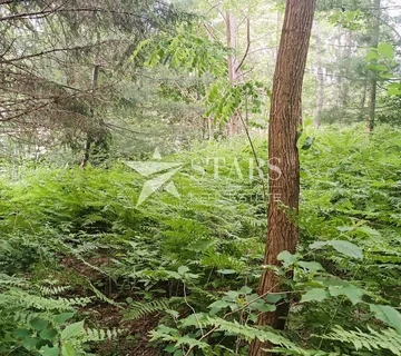 Barilović - Poljoprivredno zemljište s jelovom šumom 5 016 m2 - cover