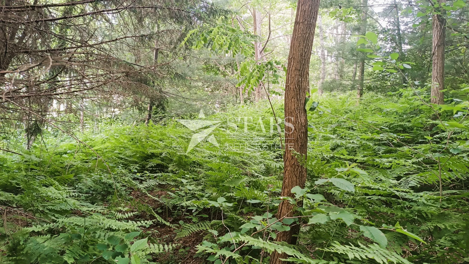 Barilović - Poljoprivredno zemljište s jelovom šumom 5 016 m2 - cover