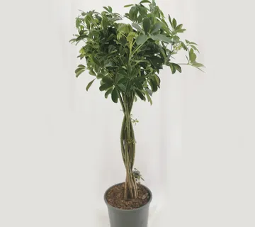 SCHEFFLERA ARB. BRAIDED - cover